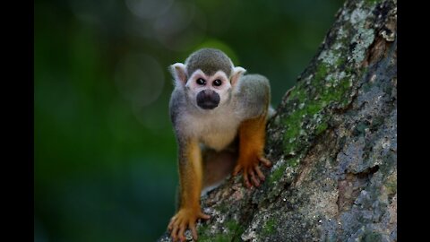 Zoo Monkey Waterfall Singapore Nature Wildlife