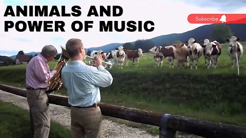 The Power of Music: How Animals React to Different Genres