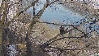 Hays Eagles Mom Watches Dad fly around nest area and brings a stick into the nest 2022 02 01 10:06AM