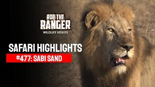 Safari Highlights #477: 21 - 25 July 2017 | Sabi Sand Nature Reserve | Latest Wildlife Sightings