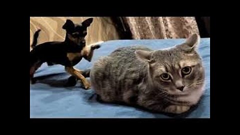 Funny Cats And Dogs Videos 🐱🐶 Funniest Animals - Videos of Funny Animals