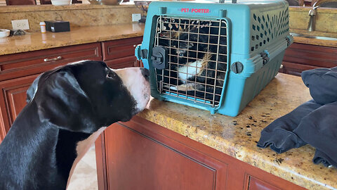 Great Dane Is Worried About Her Cat Going To The Vet