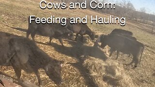 Cows and Corn: Feeding and Hauling