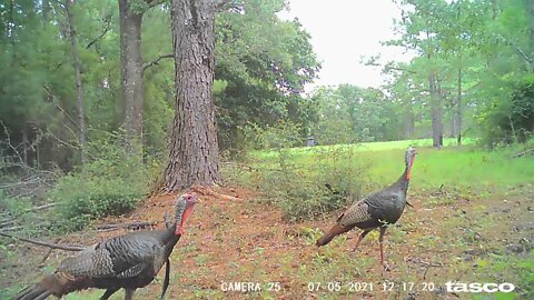 Next Years Turkeys showing off. Improve your turkey lease!