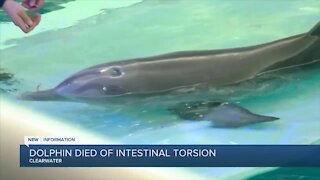 Beloved 'Dolphin Tale' star Winter died of twisted intestine