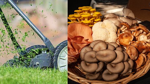 Turning Grass into Mushrooms:A Sustainable Source of Income
