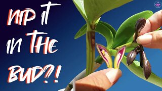 Tips & Signs when to stop your orchid from blooming | When NOT to stop your orchid from blooming! 👍🏼