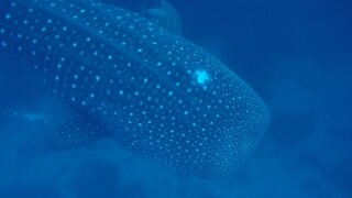 Scientists document whale shark with obvious head injury