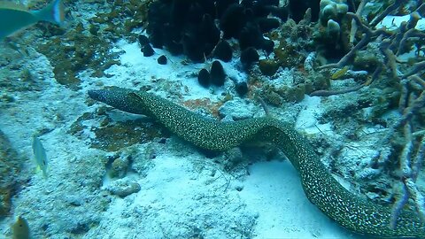 Cozumel Dive 4 San Clemente