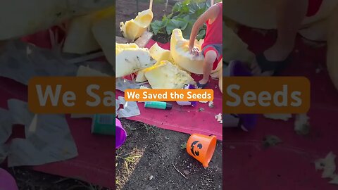Pumpkin Cradle saving seeds #giantfruits #giantpumpkin