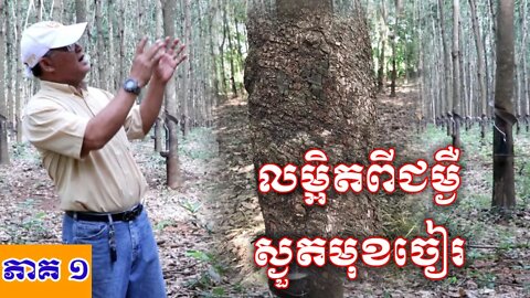 លម្អិតពីជម្ងឺស្ងួតមុខចៀរ#ជម្ងឺស្ងួតមុខចៀរកៅស៊ូ #កៅស៊ូស្ងួតមុខចៀរ #TPD