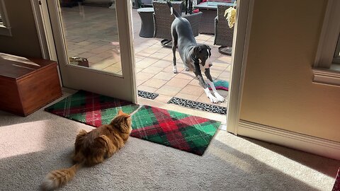 Funny Great Dane Bows To Guard Cat To Entice Jack To Play