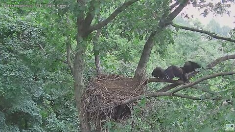 Hays Bald Eagles Juveniles Beautiful Fly Into the Nest 2022 06 26 1801