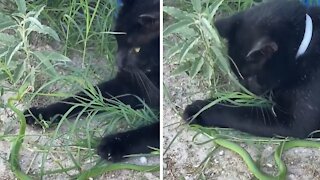 Ranch Cat Shows Cocky Snake Who's The Boss