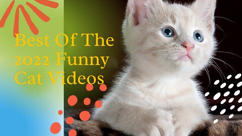 Best Of The 2022 Funny Cat Videos