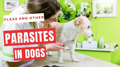 how to get rid of fleas and other parasites on dogs