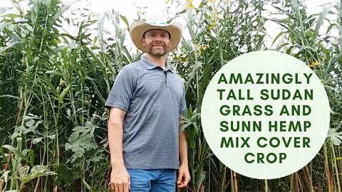 Amazingly Tall Sudan Grass & Sunn Hemp Mix Cover Crop