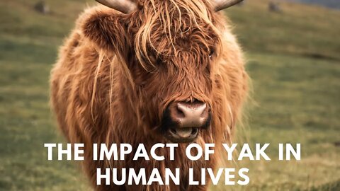 A SHORT NOTE ON YAK : THE YAK