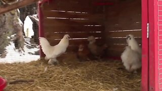 Raise Chickens to Save on Eggs?