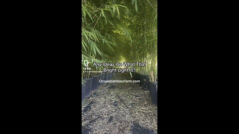 We Plant Shade Plants - Ocoee Bamboo Farm 407-777-4807