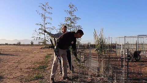 Protecting Moringa From Frost | Root Pruned Apple Tree | AZ Wine!