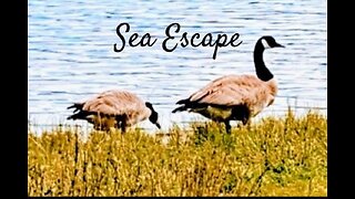 Sea Escape