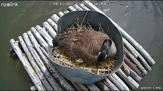 Goose nesting platform camera We HAVE CHICKLETS! Live update & preview vlog