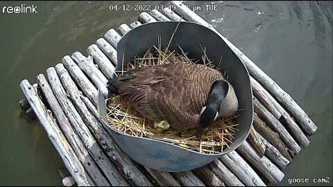 Goose nesting platform camera We HAVE CHICKLETS! Live update & preview vlog