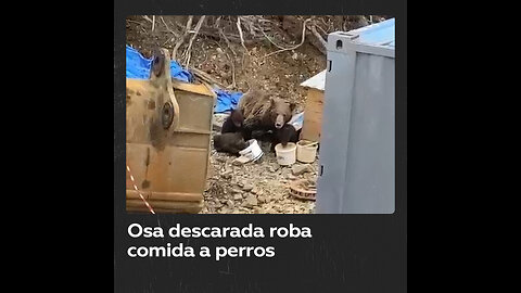 Osa se enfrenta a perros para comer con sus crías