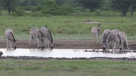 African Wildlife- Animals wildlife Scenic wildlife film with African music-Nature Relaxing Film