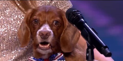 Amazing Dog Performance In AGT OMG 👍👍😊😊