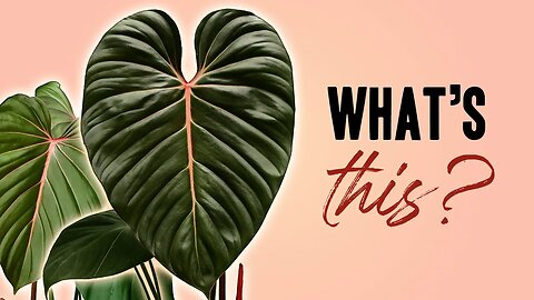 Here's some "Rare" Houseplants you forgot about...