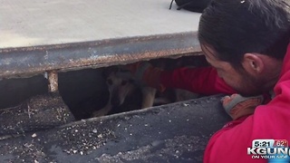 Police rescue dog from storm drain near Broadway and Craycroft