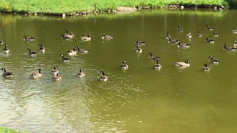 The regular crew is showing up - Canada Geese September 11th, 2020 4k