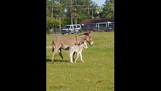 3 Donkeys missing from the Donkey field they went through a break in the fence into the swamp