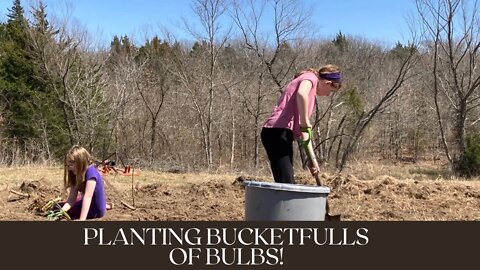 Planting Bucketfulls of Bulbs!