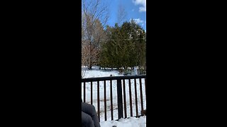 Pit Bull bites off branch