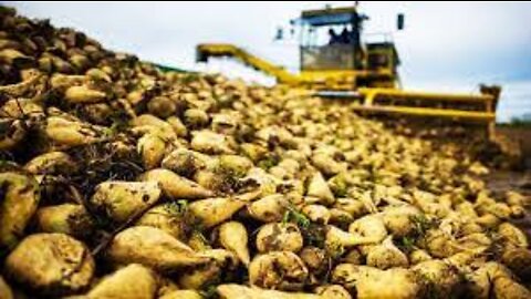 Modern Agriculture Harvest Technology - Sugar beet, Sweet Corn, Onion Harvesting Machine 2021