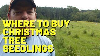 #170 Where To Buy Christmas Tree Seedlings | How Much Do Seedlings Cost?