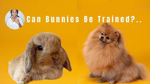 Can Bunnies Be Trained ?