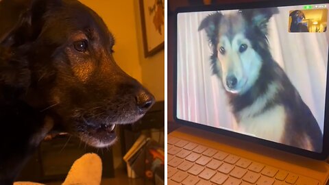 Dog besties have priceless reaction over video call