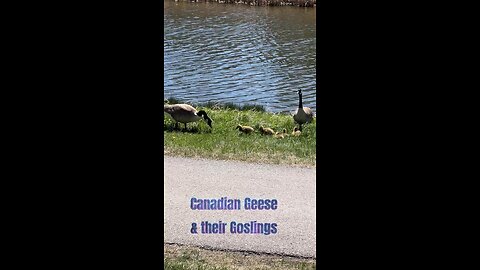 Canadian Geese and their Goslings
