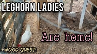 Leghorn Ladies are Home! - Ann's Tiny Life and Homestead