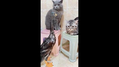 Cat vs. geese