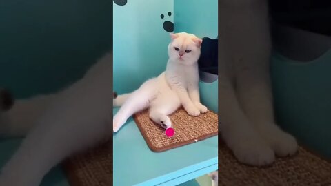 cute cat videos 😹 funny videos 😂 550 😻