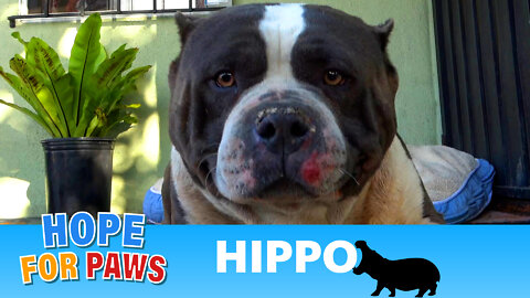 Hippo didn't worry about his own bleeding - he just wanted the cheeseburger! 🍔