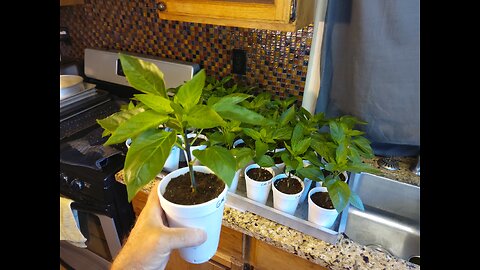 Topping our Giant Marconi pepper plants for maximum yield 4/14/23