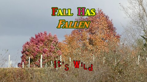Fall Has Fallen