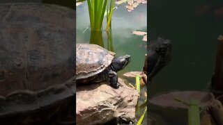 Becoming friends with a Turtle