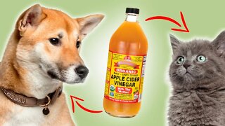 3 Ways Apple Cider Vinegar Can Help Your Pet